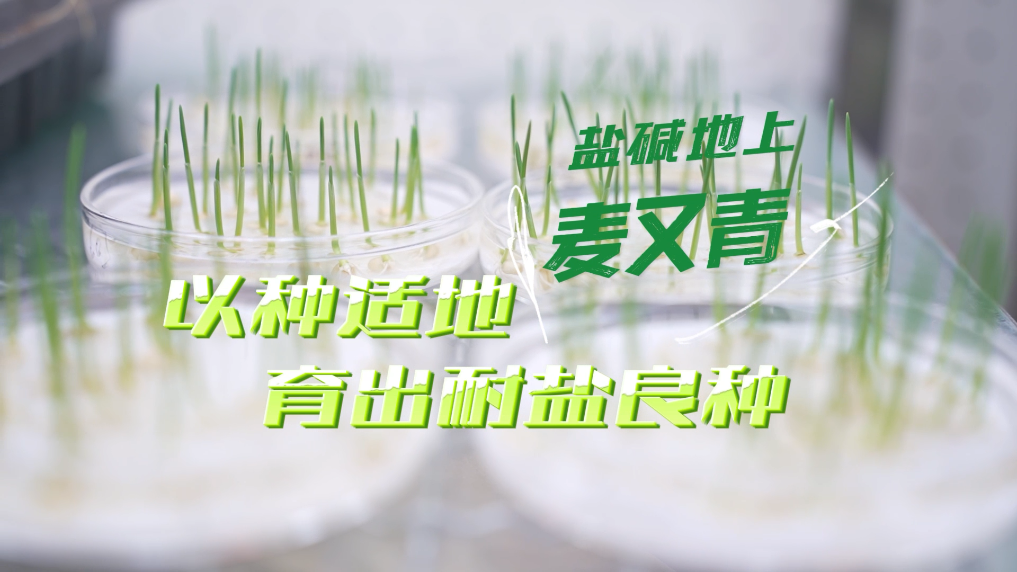 盐碱地上麦又青丨以种适地，育出耐盐良种